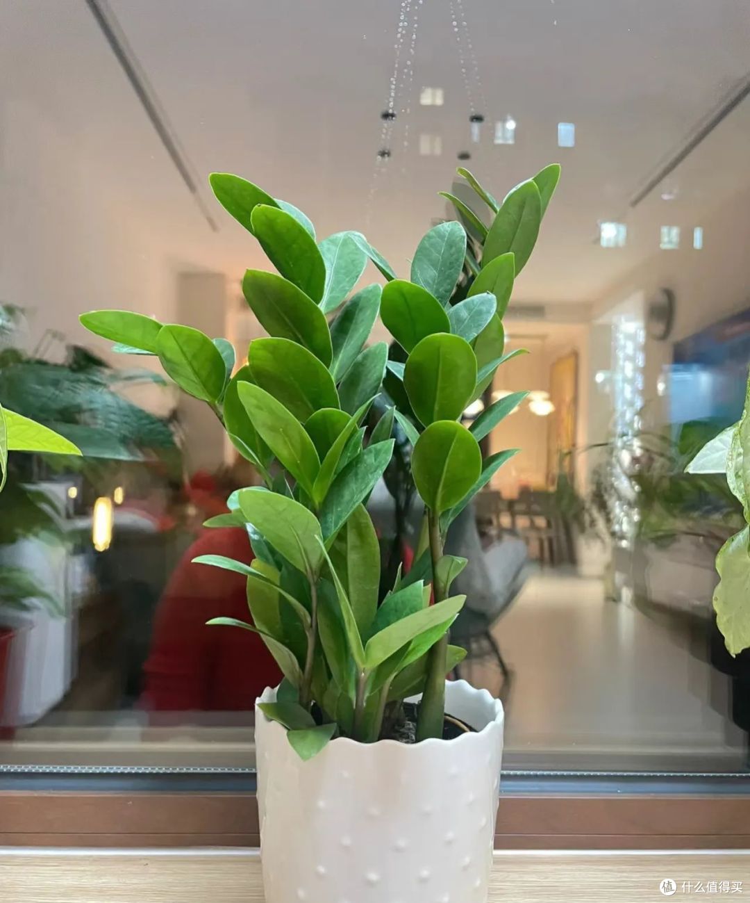这10种花,低于10度就赶紧断肥,一勺就能要了命