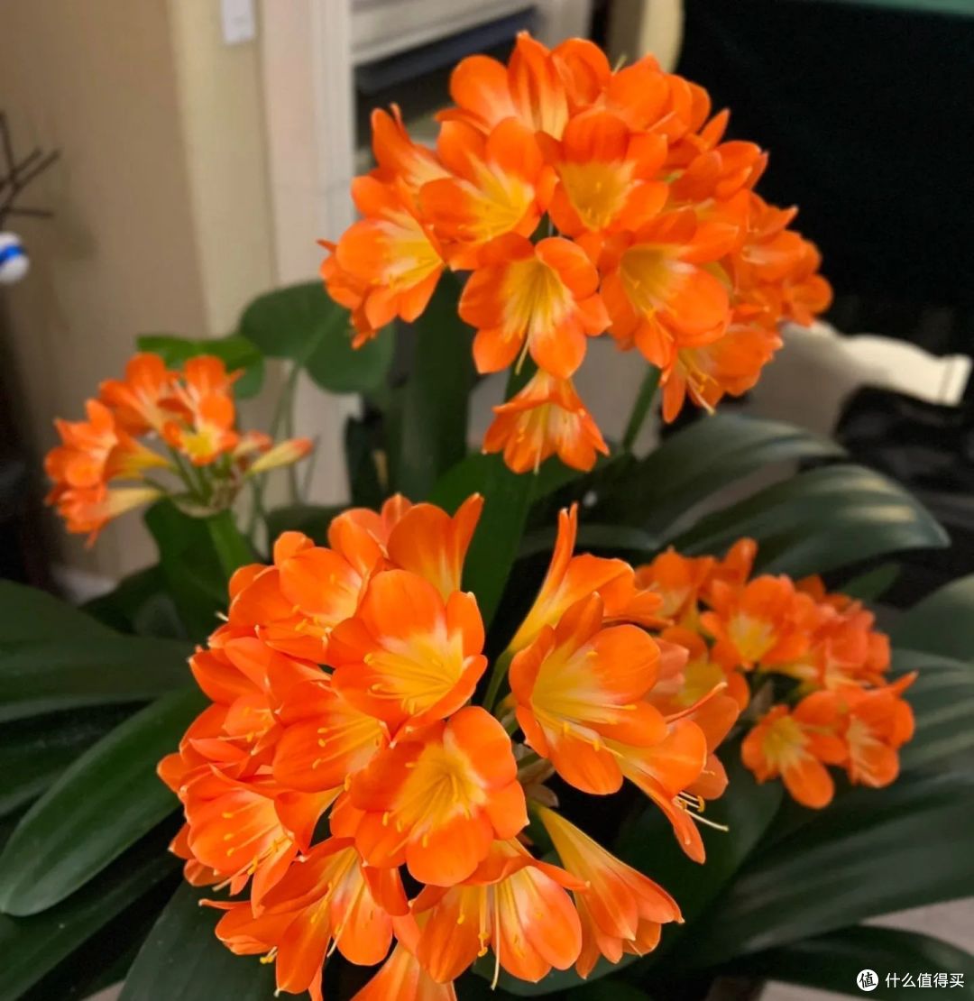 这10种花,低于10度就赶紧断肥,一勺就能要了命