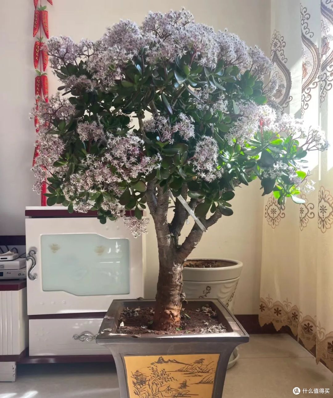 这10种花,低于10度就赶紧断肥,一勺就能要了命