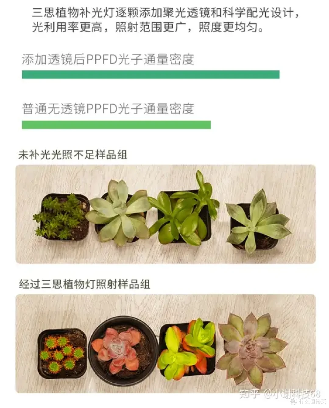 种植七彩辣椒,你学会了吗
