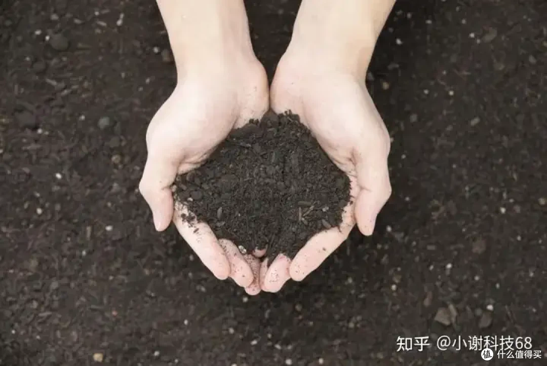 种植七彩辣椒,你学会了吗