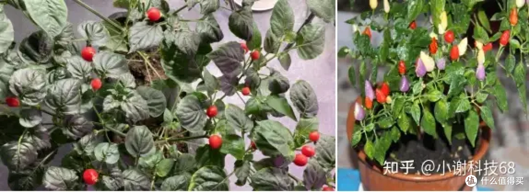 种植七彩辣椒,你学会了吗