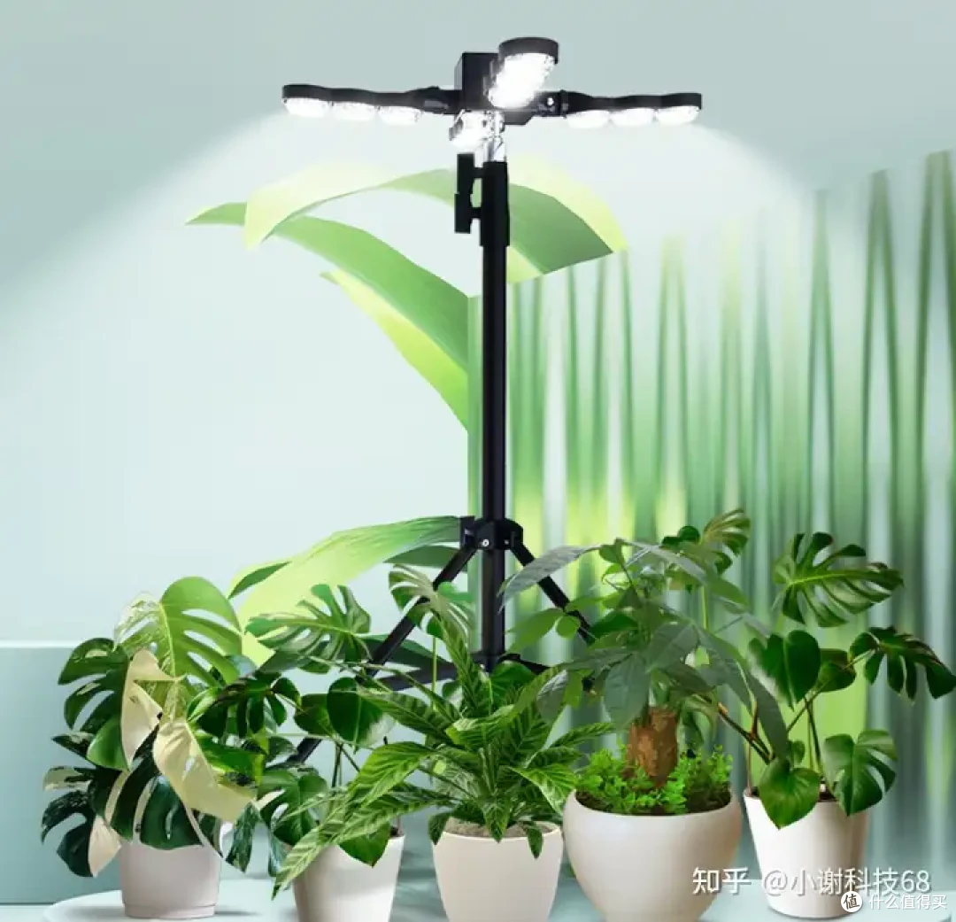 种植七彩辣椒,你学会了吗