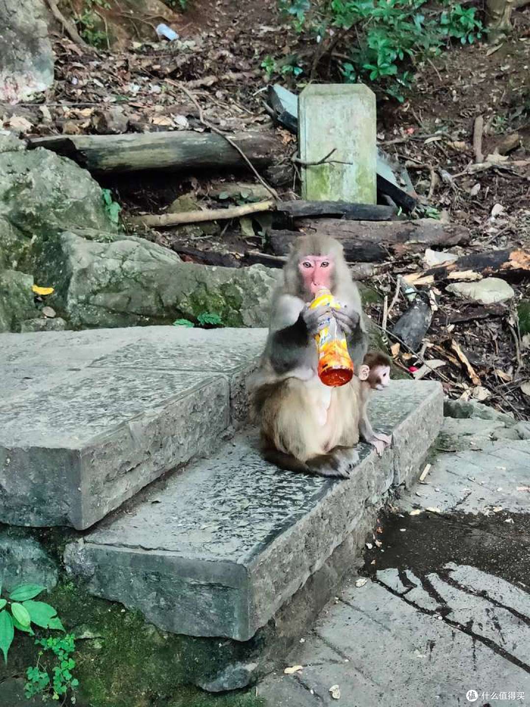 探秘桂黔滇,半个月旅游新体验16-南宁菜市场+旅程总结