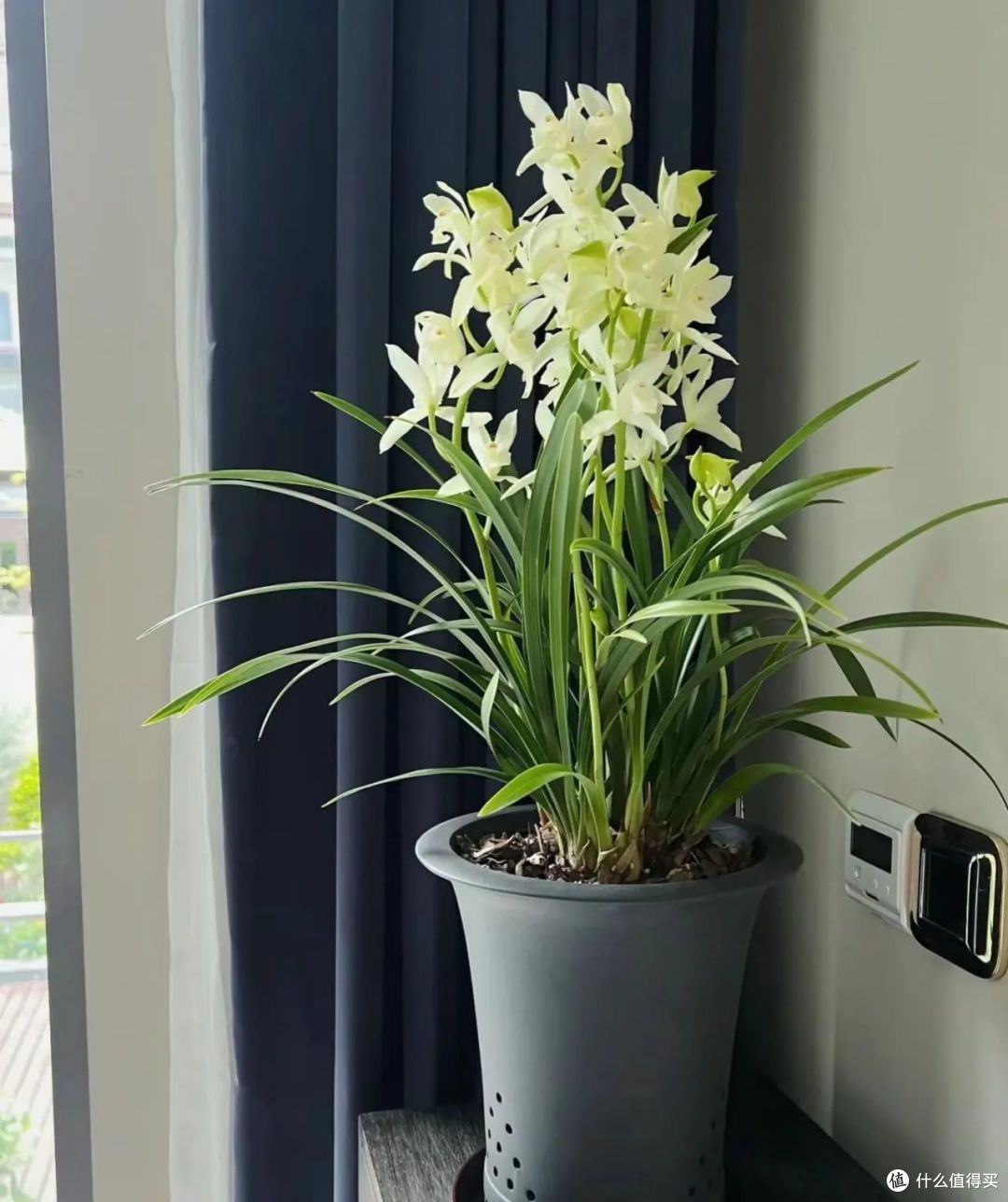 立冬后,这8种花一定要“润养”,少浇一瓢水可能要了“小命“