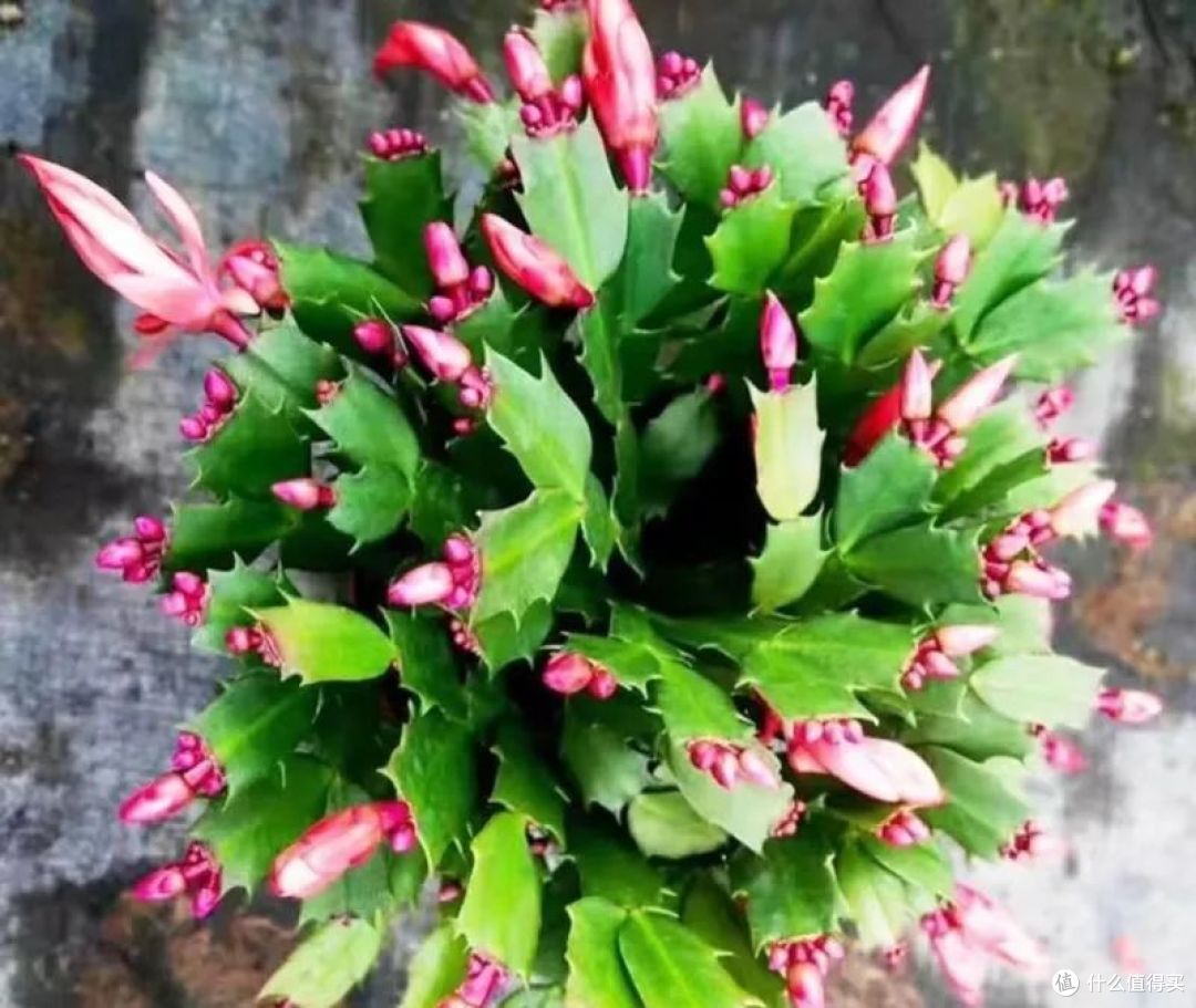 立冬后,这8种花一定要“润养”,少浇一瓢水可能要了“小命“