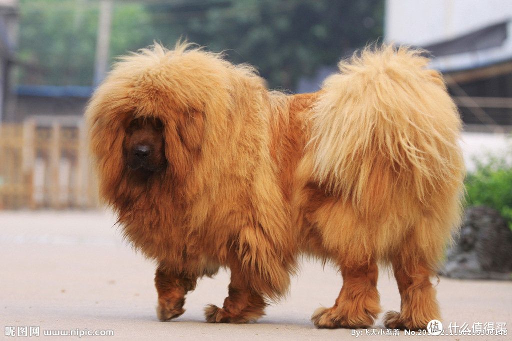 牛梗犬图片多少钱一只图片