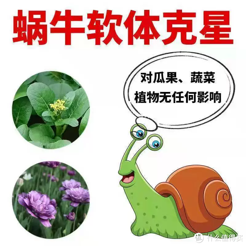 🐌四聚乙醛蜗牛药，高效除害护菜园！🐌