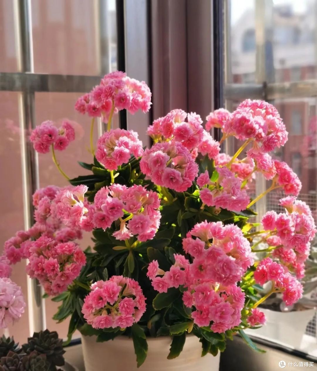 这12种花,冬天必须“宠着”养,否则很难“爆花”!