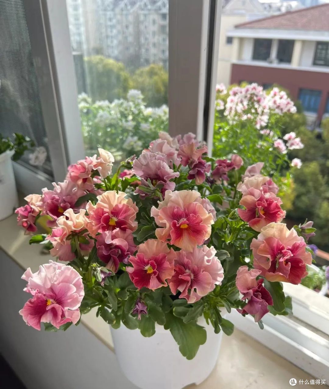 这12种花,冬天必须“宠着”养,否则很难“爆花”!