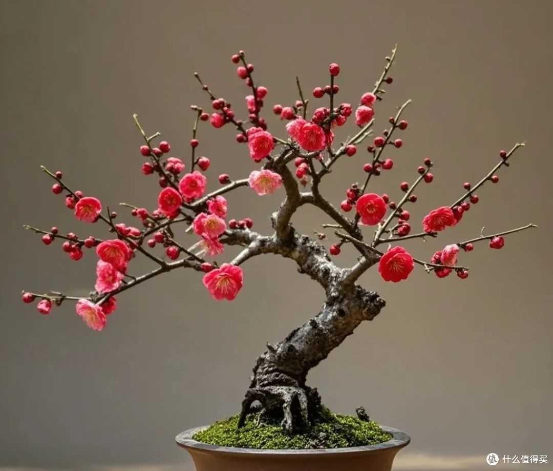 这12种花,冬天必须“宠着”养,否则很难“爆花”!