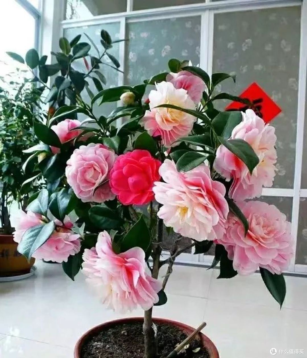 这12种花,冬天必须“宠着”养,否则很难“爆花”!