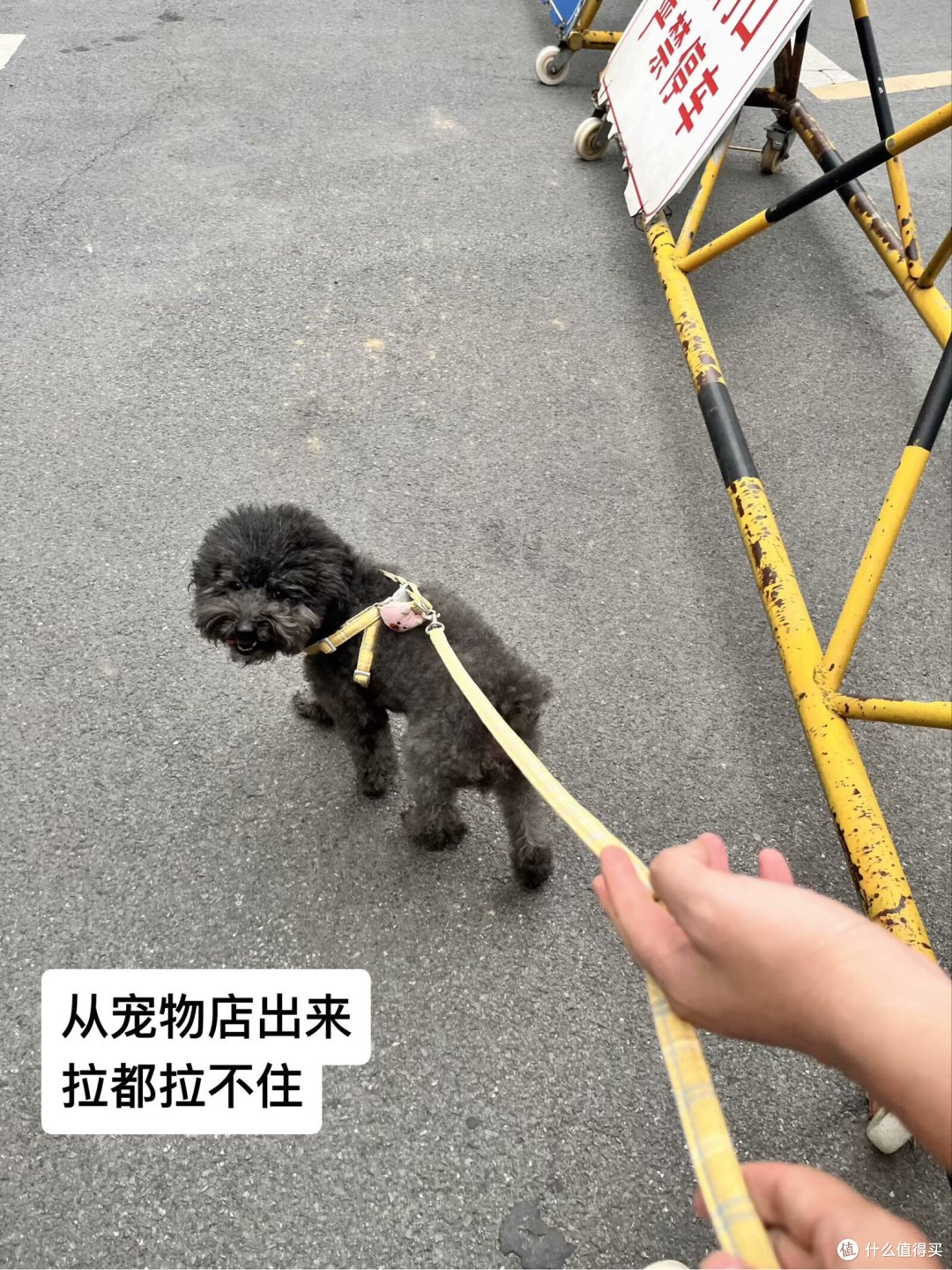 新手养狗丨第一次养狗是什么心情？