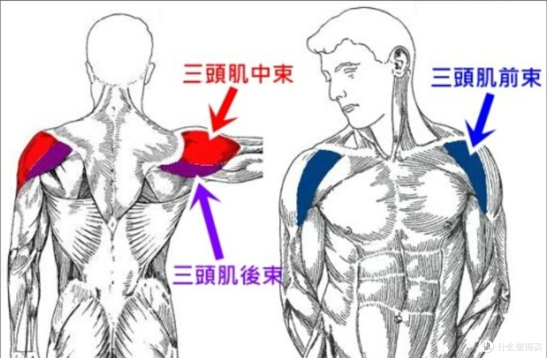 肌肉训练-肩部篇