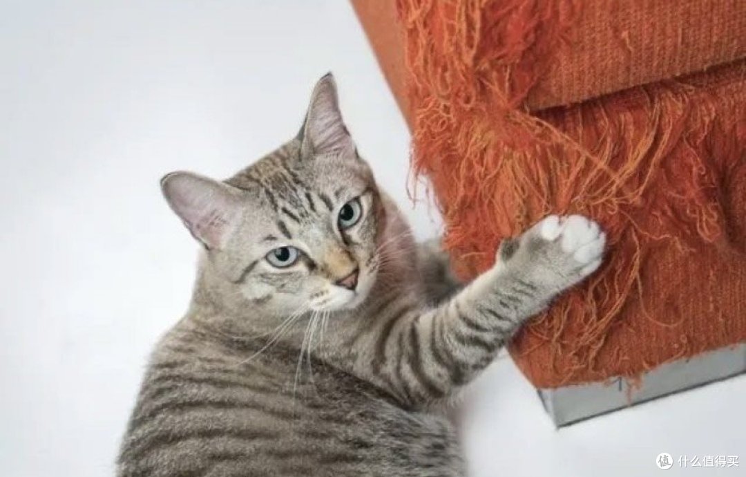 你的猫咪为什么总爱抓烂家里的沙发?不是调皮捣蛋,而是这些原因!