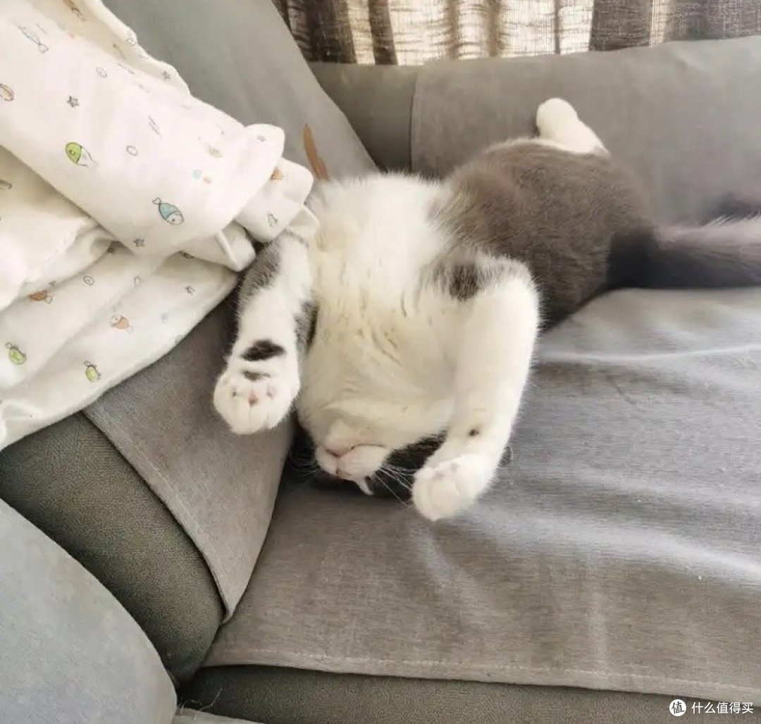 你的猫咪为什么总爱抓烂家里的沙发?不是调皮捣蛋,而是这些原因!