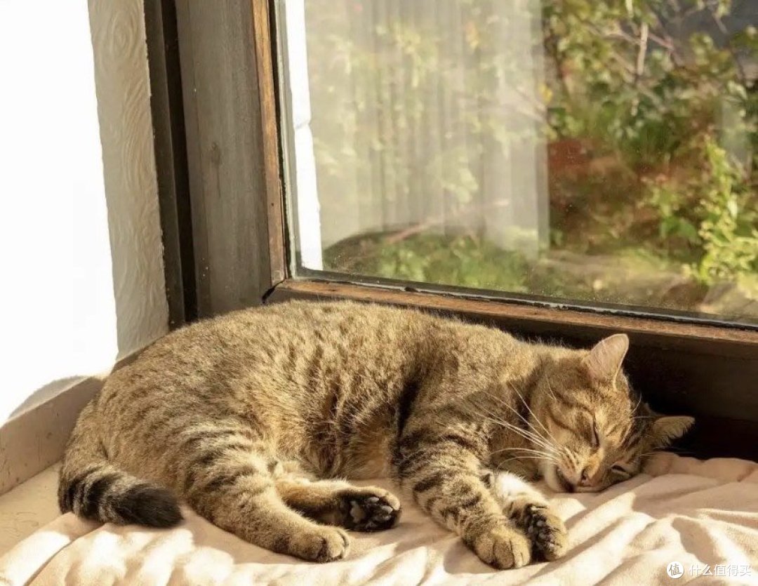 你的猫咪为什么总爱抓烂家里的沙发？不是调皮捣蛋，而是这些原因！