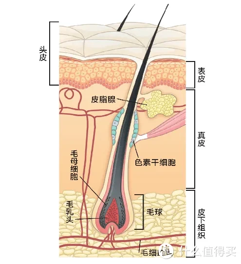 内行人解读SMP纹发色料真相，帮助同行规避风险