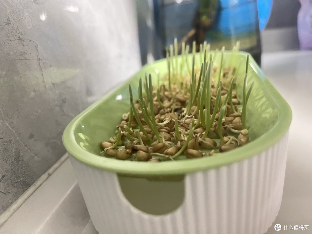 给小馒头种的猫草成功啦