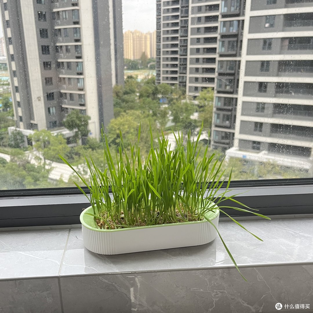 给小馒头种的猫草成功啦