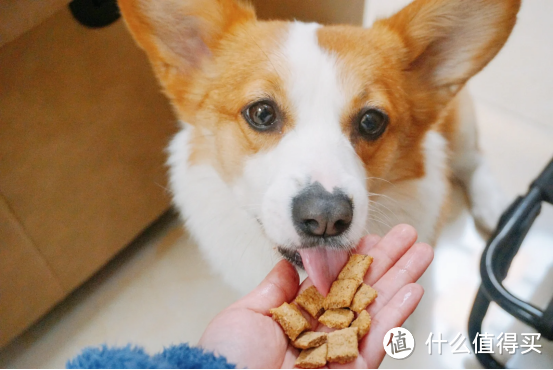 为什么新西兰宠粮品牌Sundaypets要致力于宠物慢食？