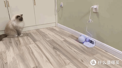 无死角移动监控看护摄像头!出差助你守护萌宠安全