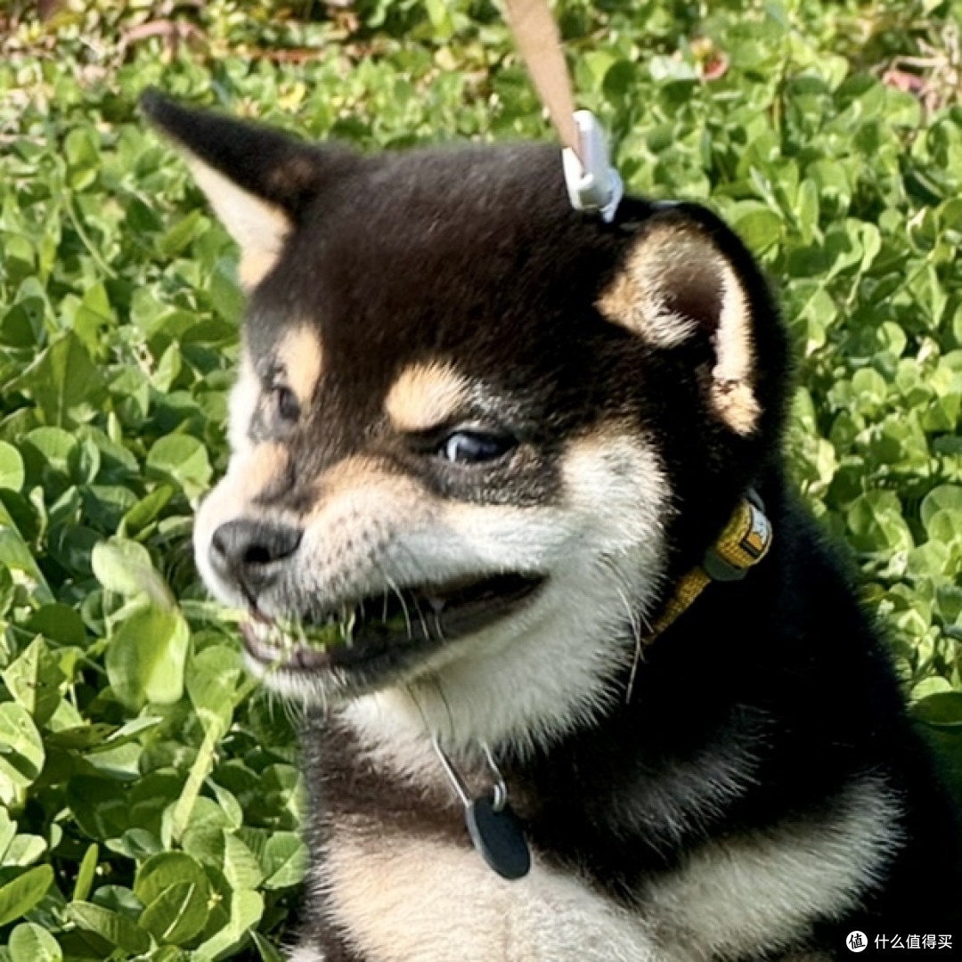 孕期养黑柴简直太快乐啦！养狗半月经验交流分享_狗狗干粮_什么值得买