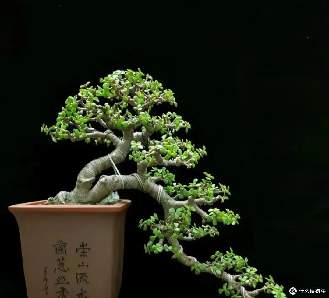 这4种“盆景树”越养越值钱,客厅有空地别忘摆,还能当传家宝