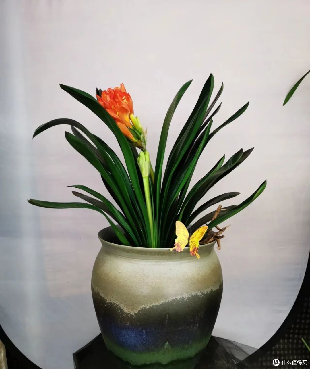 小雪后，这6种花一定别“缺水”，少浇一瓢水可能要了“小命”