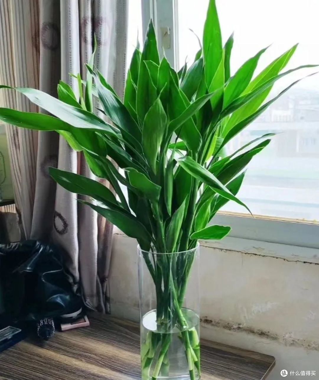 小雪后，这6种花一定别“缺水”，少浇一瓢水可能要了“小命”