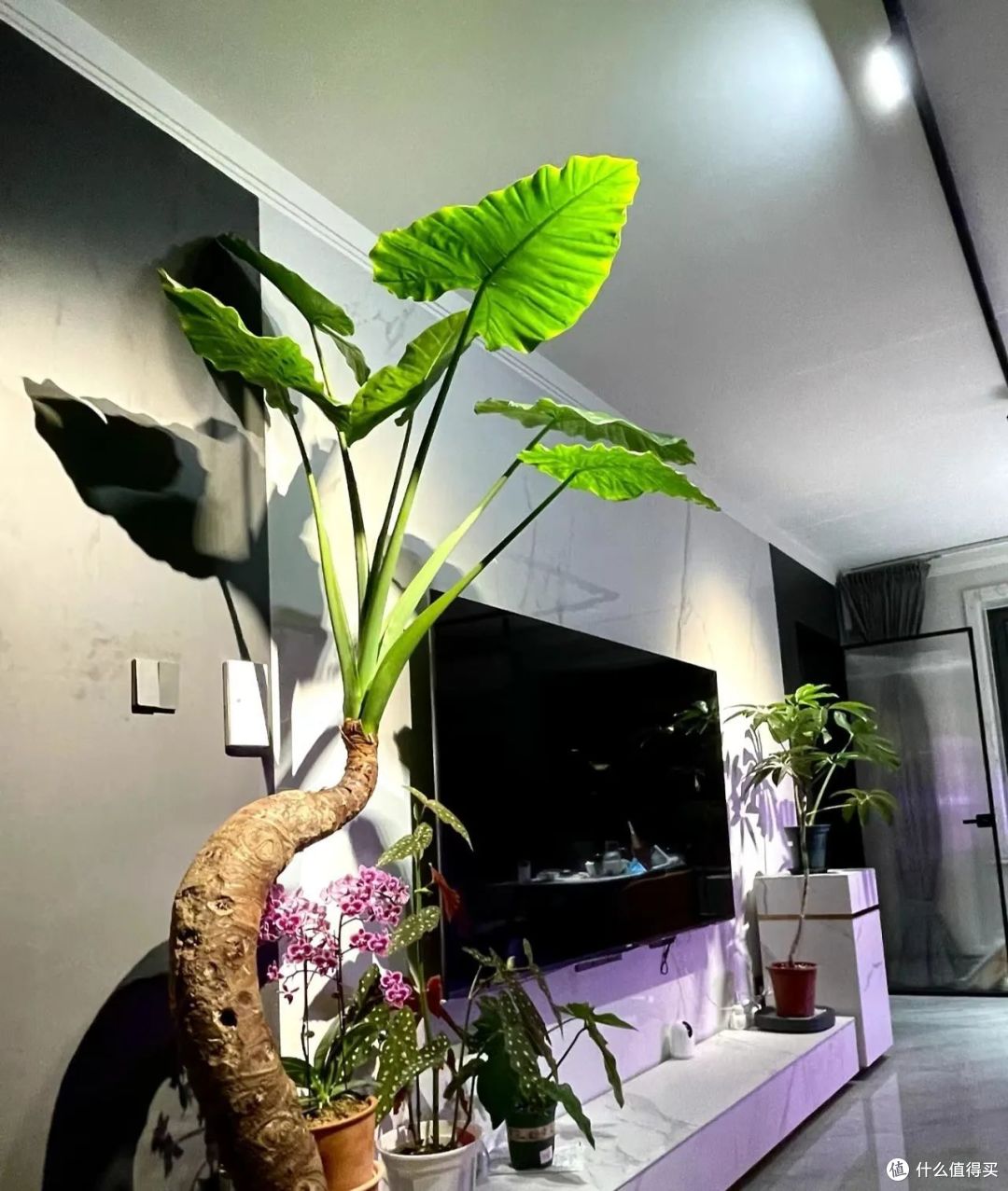 “害人不浅”的5种花,家里有的尽早扔,别因小失大