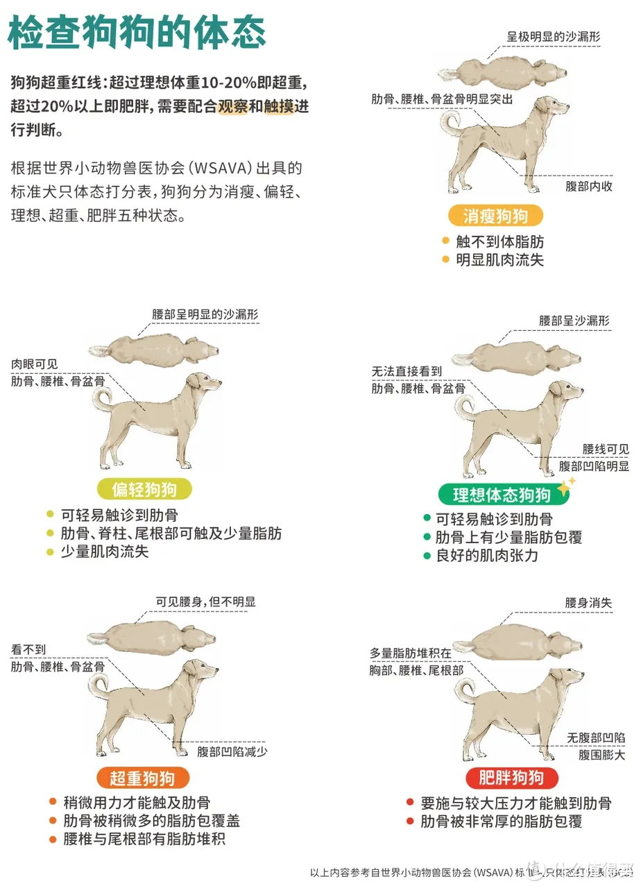 肥胖，正成为影响中国宠物长寿的最大风险