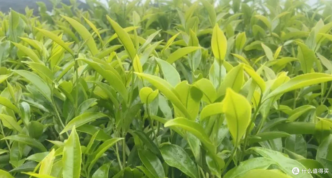 凤凰单丛应该怎么选？谈谈广东乌龙的个人经验