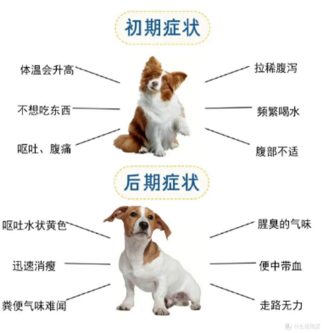 狗狗常见病及预防和养护:让狗狗健康成长秘籍