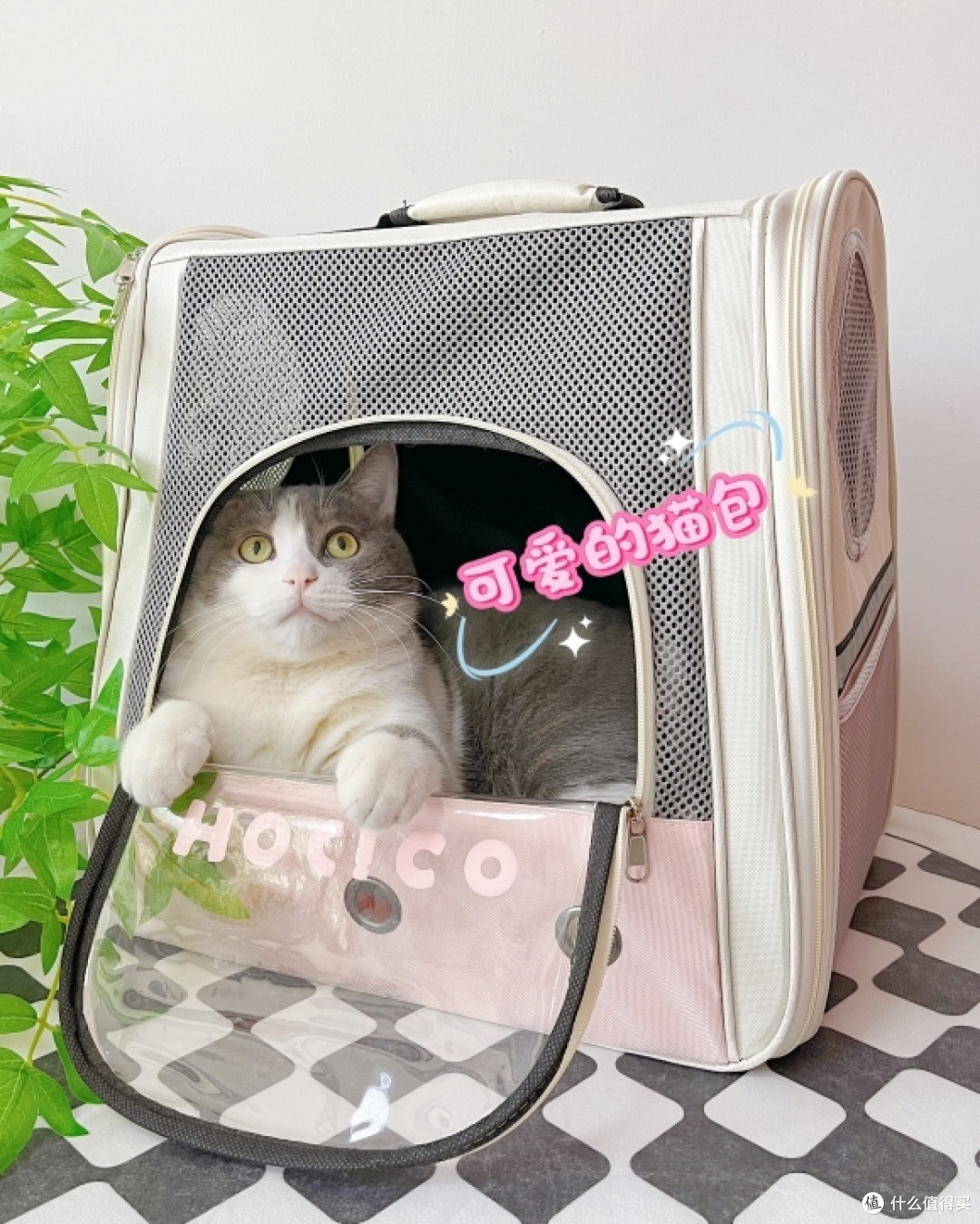 被猫包种草的养猫日常