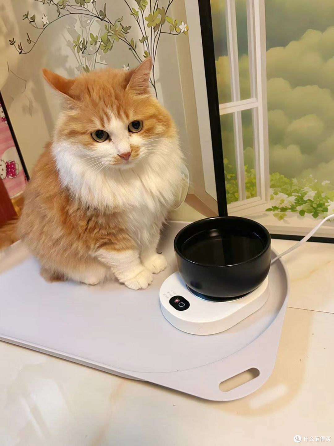 被猫包种草的养猫日常