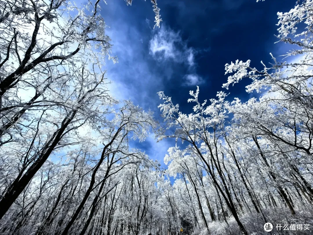 万树琼花一夜开，都和天地色皑皑