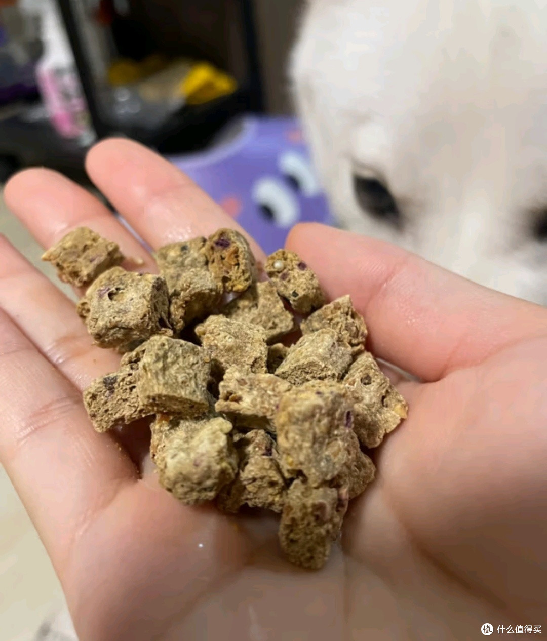 狗狗也能享受美食?揭秘Meatyway爵宴狗粮的秘密!