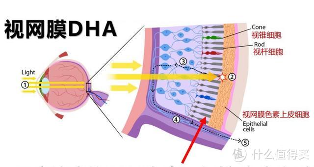 揭秘儿童叶黄素内幕！搞清这3个叶黄素真相，别让孩子吃错了