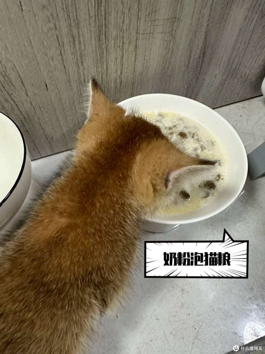 新手养猫丨幼猫除了猫粮还可以吃什么?