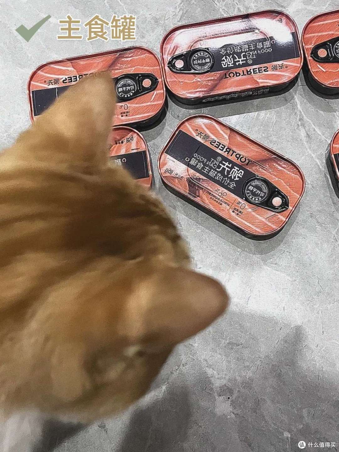 新手养猫丨幼猫除了猫粮还可以吃什么?