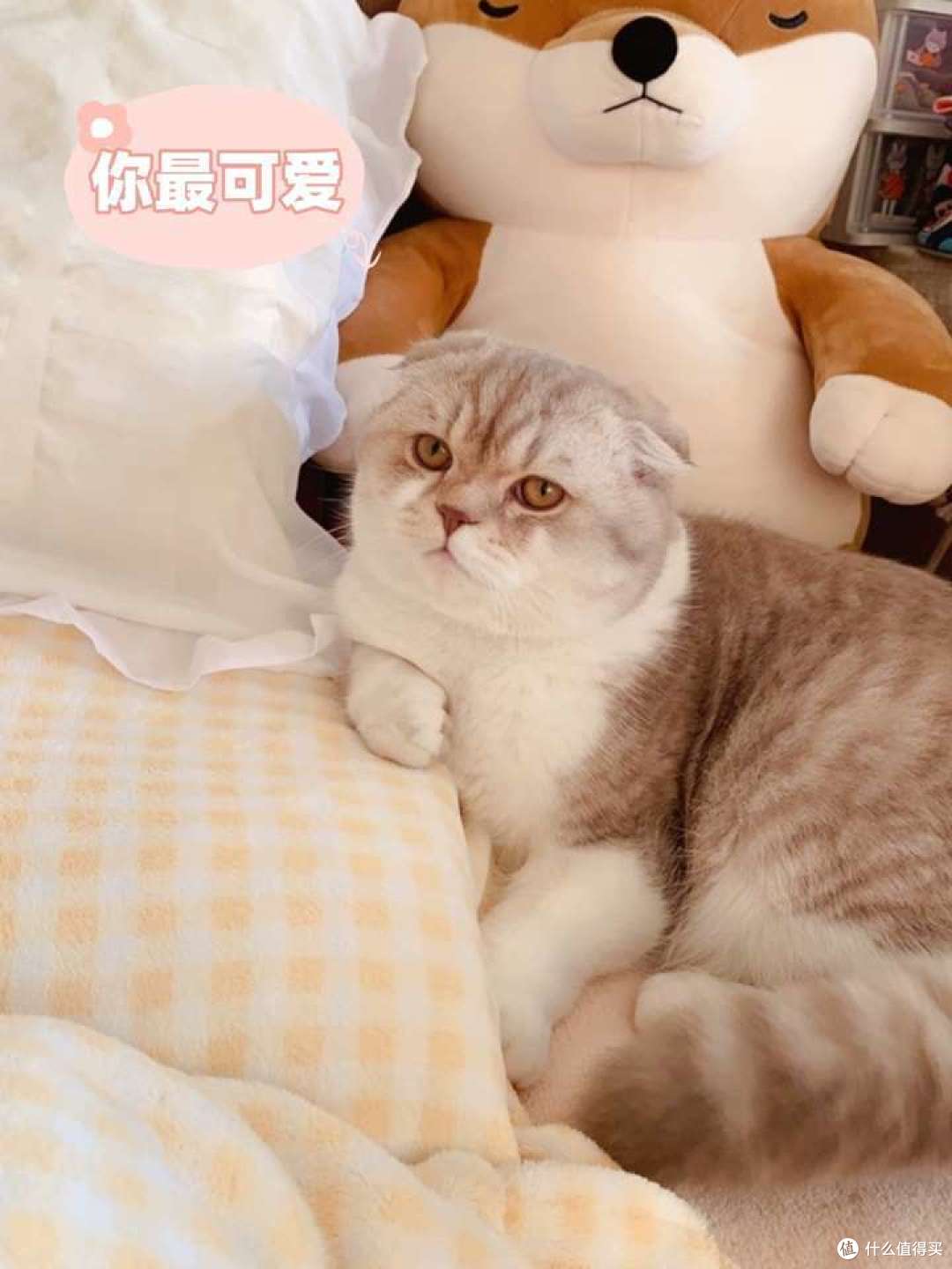 新手养猫丨幼猫除了猫粮还可以吃什么?