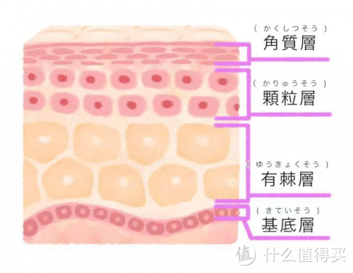 贝复美探秘是肌肤自我修复