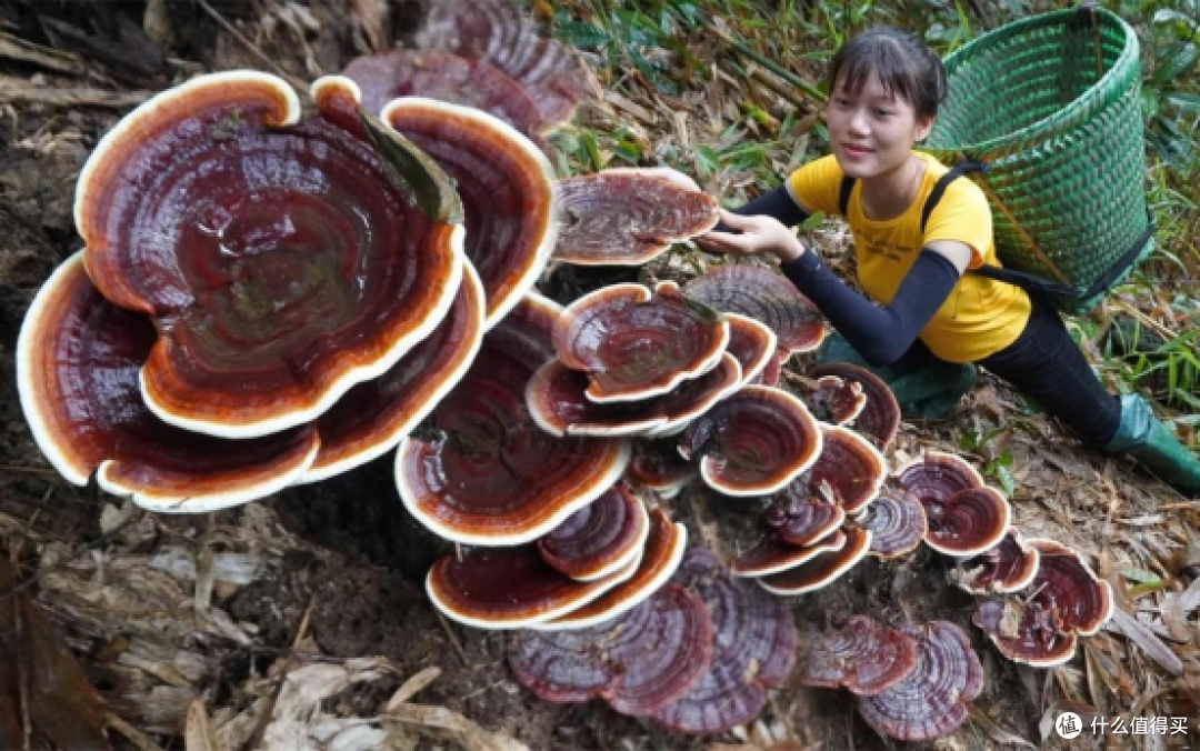 什么牌子的破壁灵芝孢子粉好!