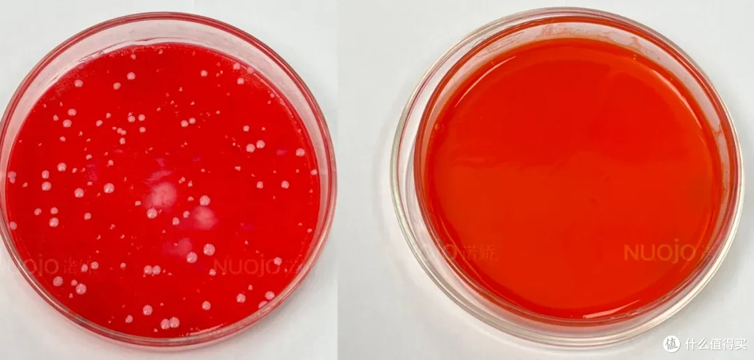 图48h霉菌状态片