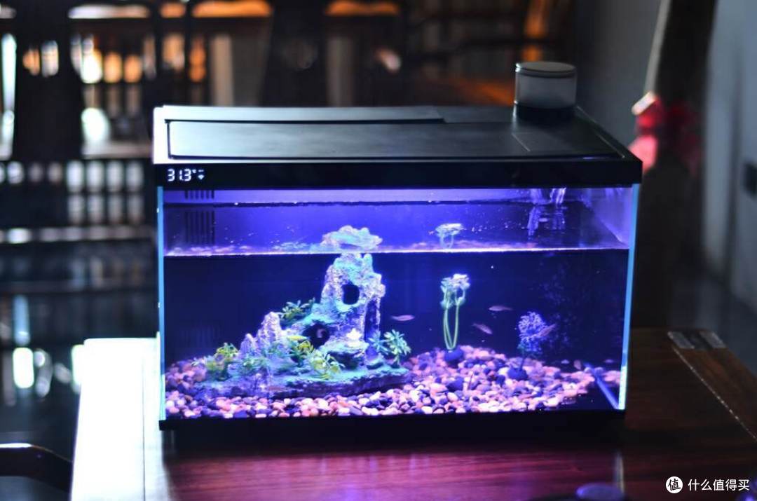 全能AI养鱼能手当贝智能鱼缸1 Ultra体验