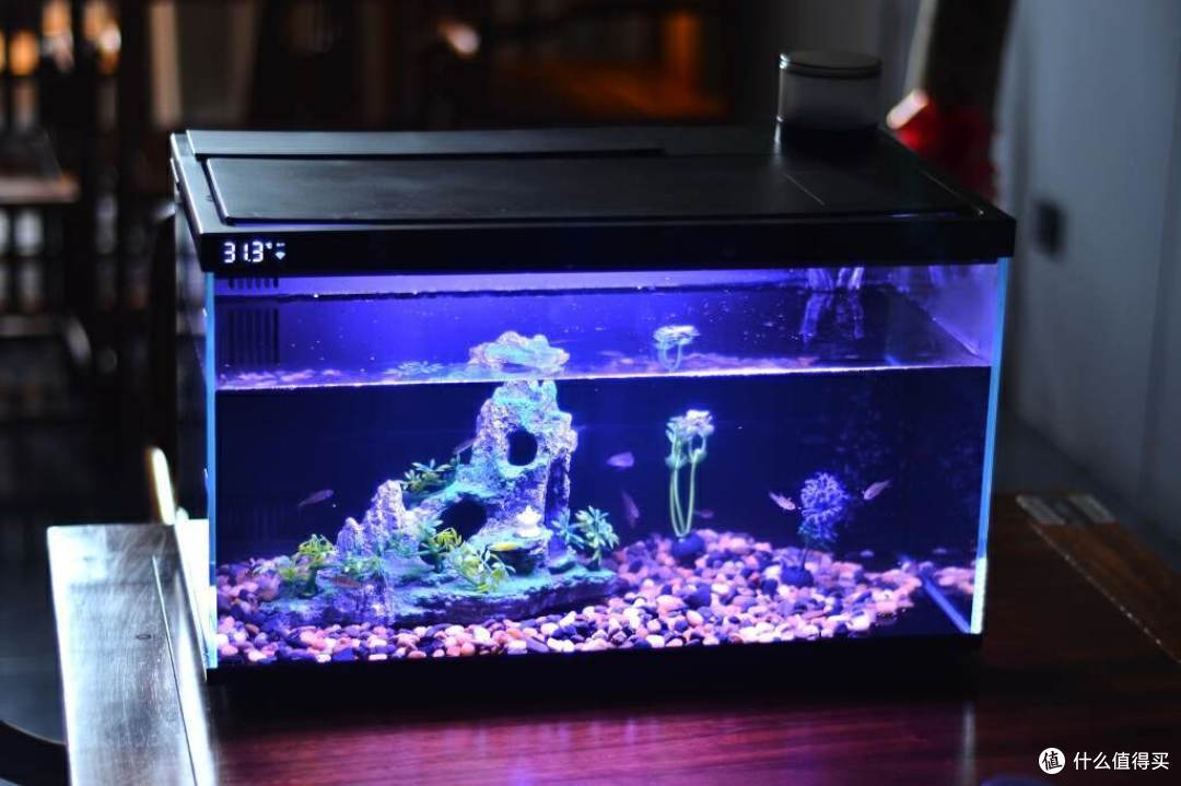 全能AI养鱼能手当贝智能鱼缸1 Ultra体验