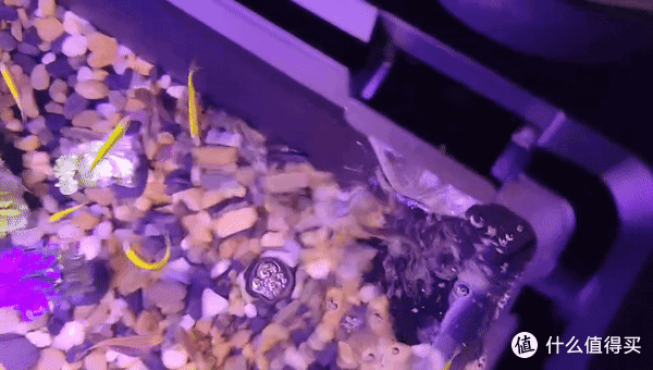 全能AI养鱼能手当贝智能鱼缸1 Ultra体验