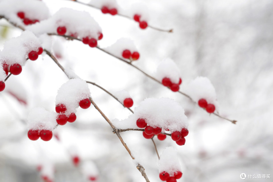 “大雪不养阳,一年都白忙”,今日大雪,多吃这三样