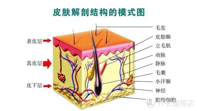 油皮黑头粉刺？敏皮紧绷泛红？可能是洗脸没洗对，没事！我教你洗